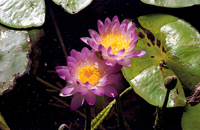 LS108 Native Water Lillies